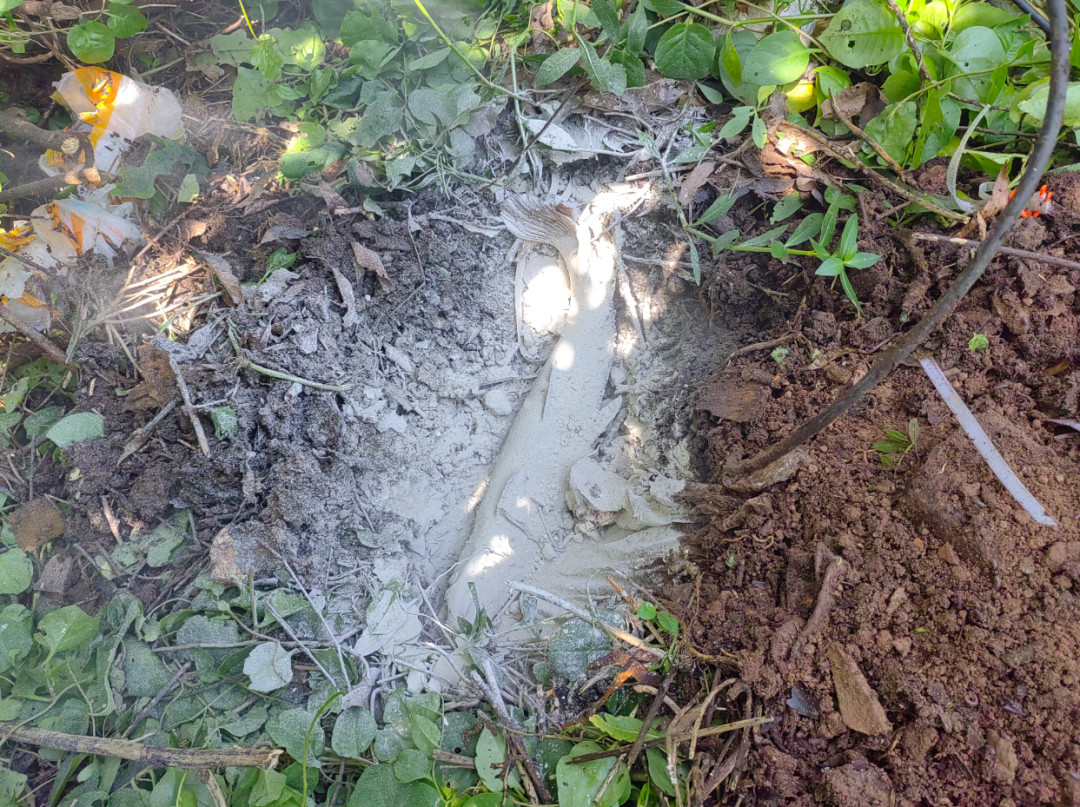 观赏鱼一条几百块,却游进了广州的臭水沟:“广东亚马逊”野采火了,但这三种鱼千万别带回家