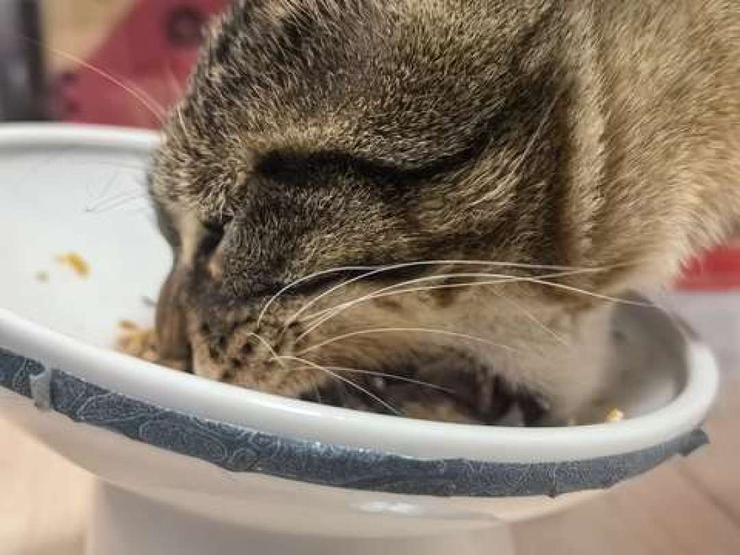 医生开了皇家处方粮,猫宁愿饿着也不吃?千万别硬饿,先做对这5件事
