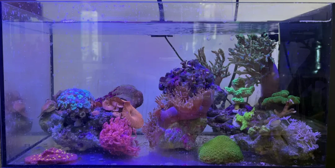 风扇快顶不住了,可一缸生物还没一台冷水机值钱:海缸降温这笔账,我替你算了一遍