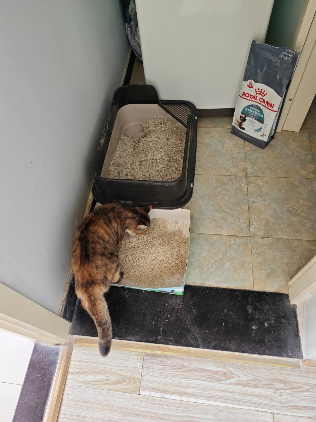 猫应激了,先别上手