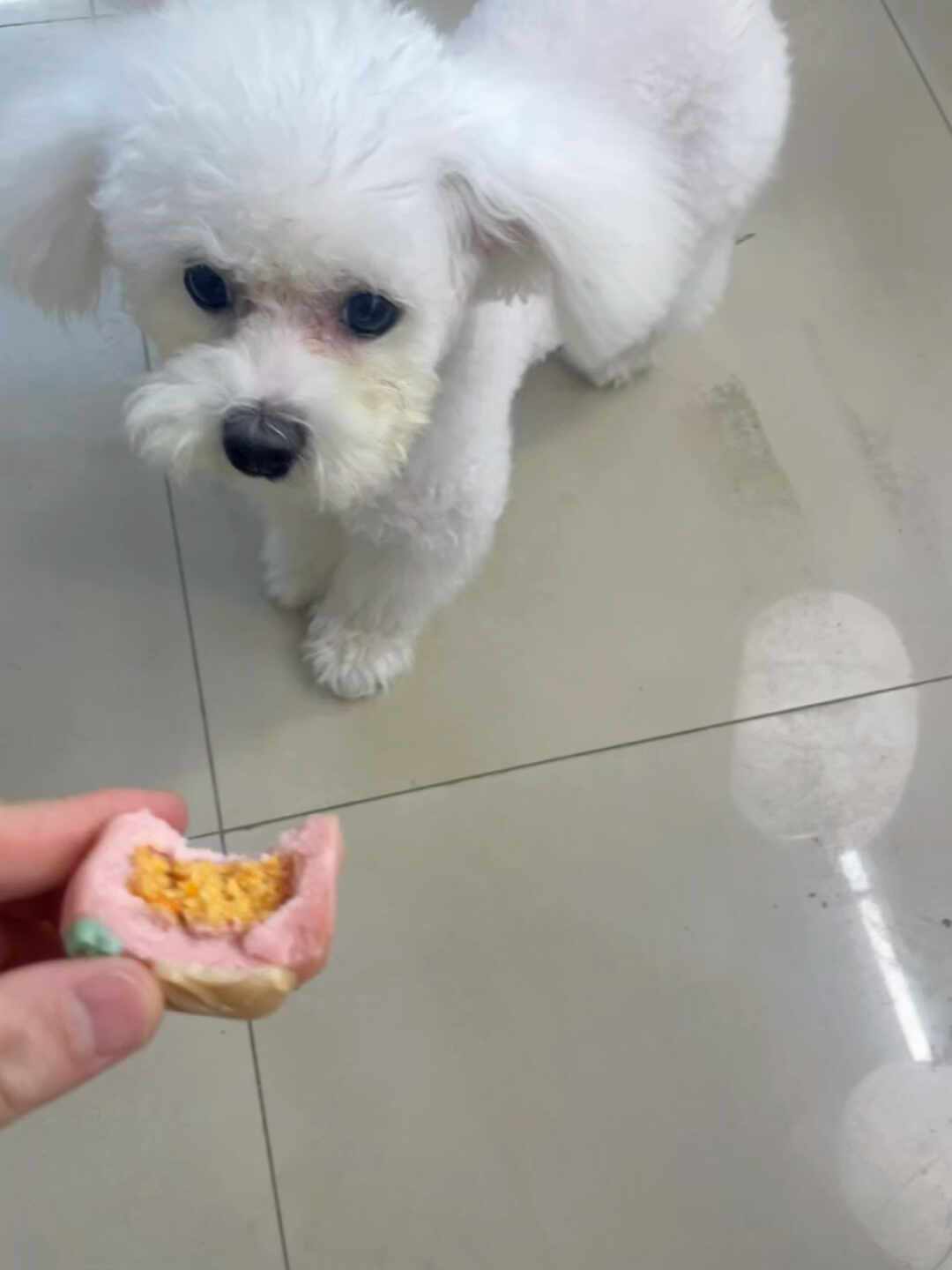 中秋还没到,宠物月饼已经打起来了:盒马卖出一杯咖啡价,手作店在推礼盒,这笔
