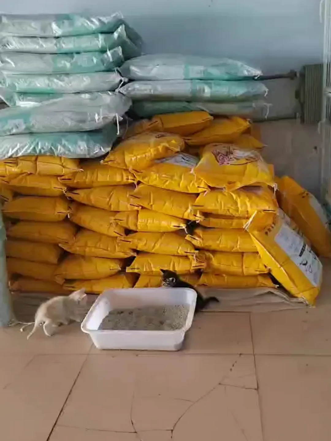 沙德尔二次登陆、50天三台风袭玉环:大促囤货逻辑台风天集体失灵,应急囤+撤离囤这样备