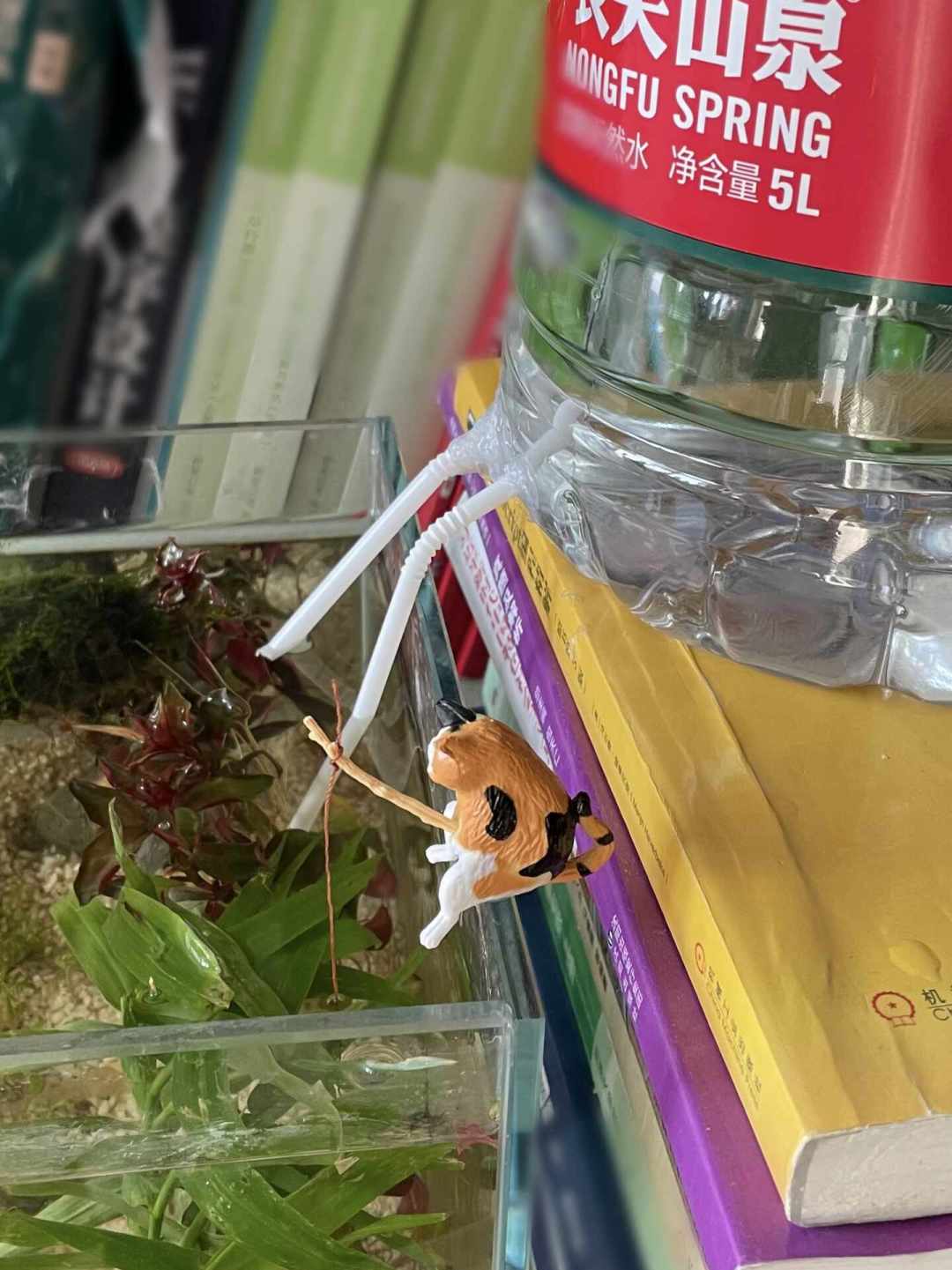 裸缸定了,国庆出门才是第一次大考:翻遍三平台上百条假期翻车帖,鱼很少是饿死的,多半是喂死、蒸死、吓死的