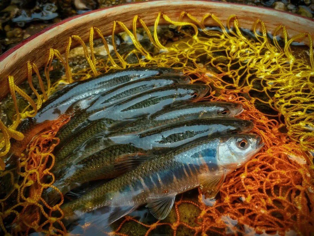 一周内从“midge是啥”到一小时33条:入秋飞钓最小的这只钩,6个问题一次答完