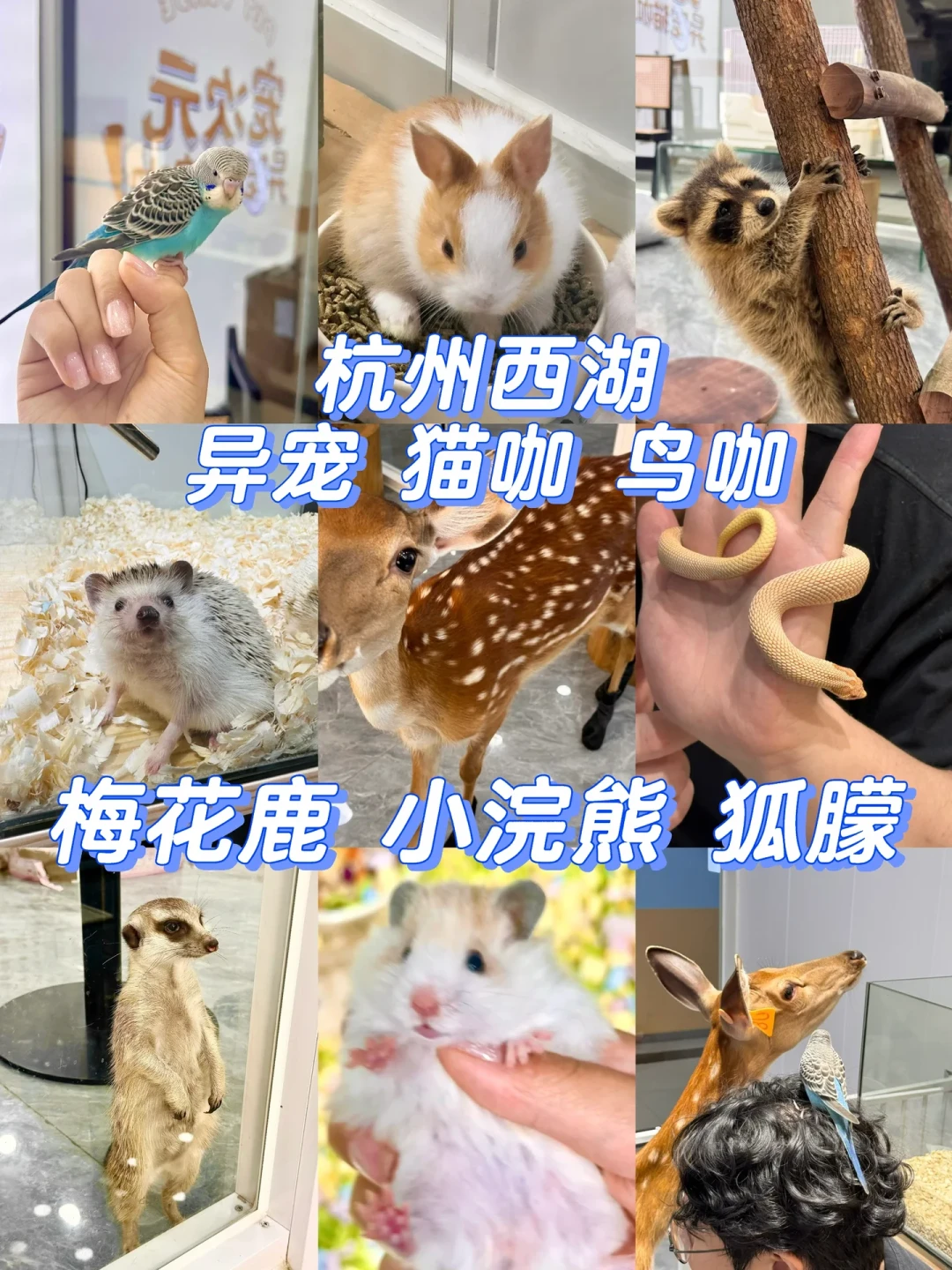 今年成都新开10多家异宠咖啡店:30到49块撸蛇撸浣熊撸虎皮,刷卡前先把这4个问题问完