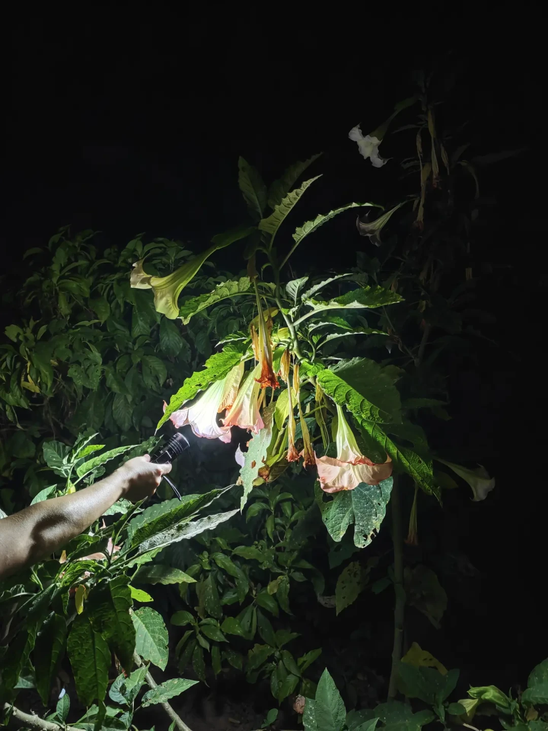 版纳夜游，一场200块：下单前先把4条路线、时间窗口和向导抽卡搞清楚