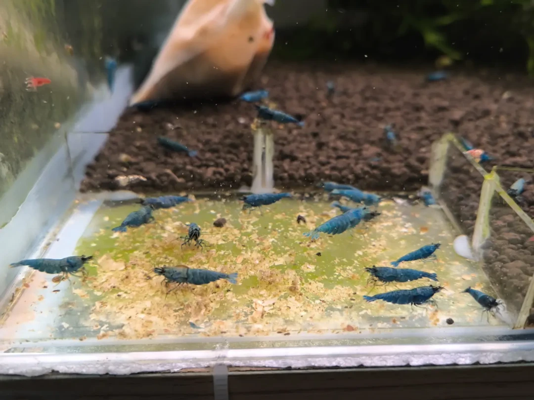 入缸那天好好的,第七天开始团灭?虾的死亡时间线就是死因表:翻完全网80多条虾缸翻车帖,秋补虾的带宽、过水和止损单都在这了