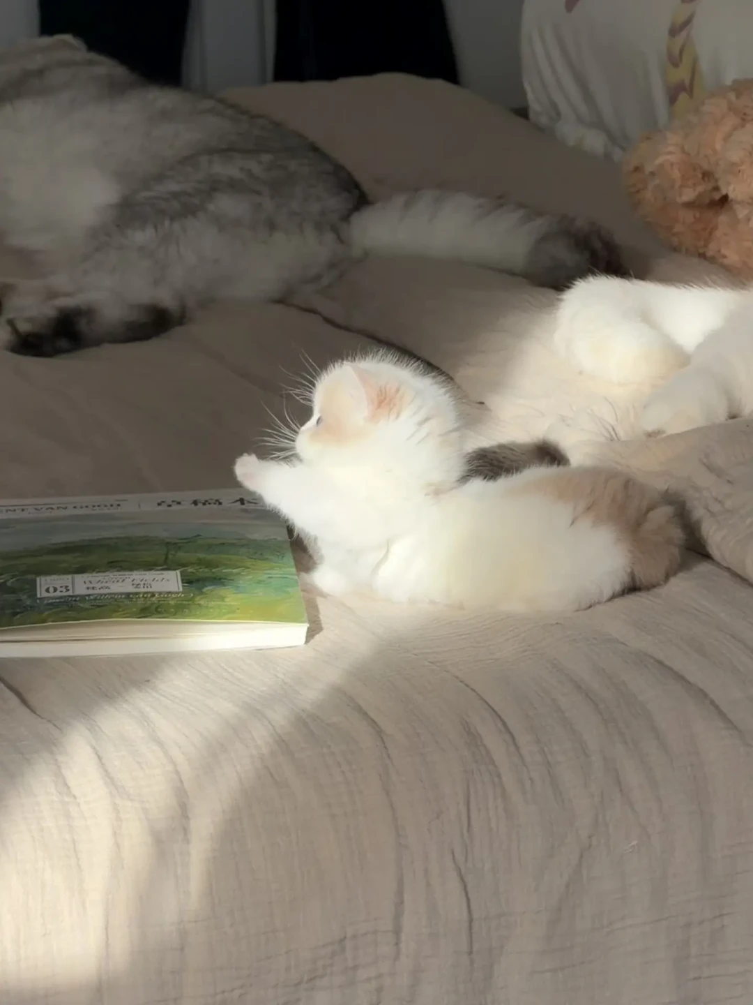 2000元的曼基康,8万的医药费:矮脚猫的真实成本,远不止猫价