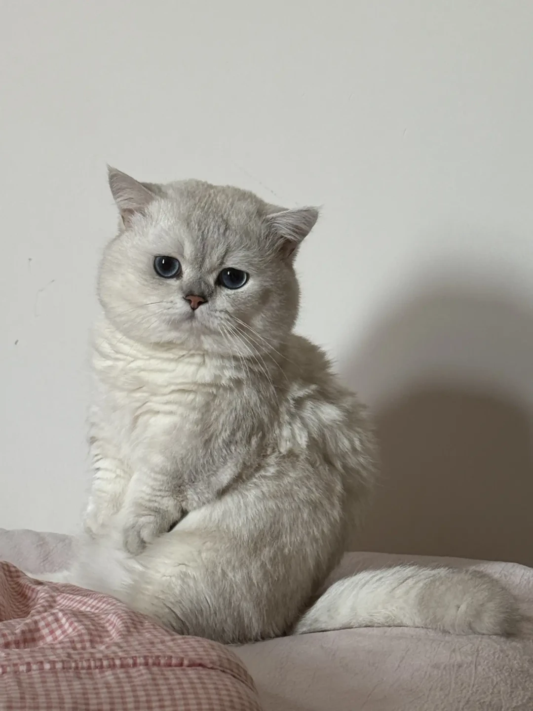2000元的曼基康,8万的医药费:矮脚猫的真实成本,远不止猫价