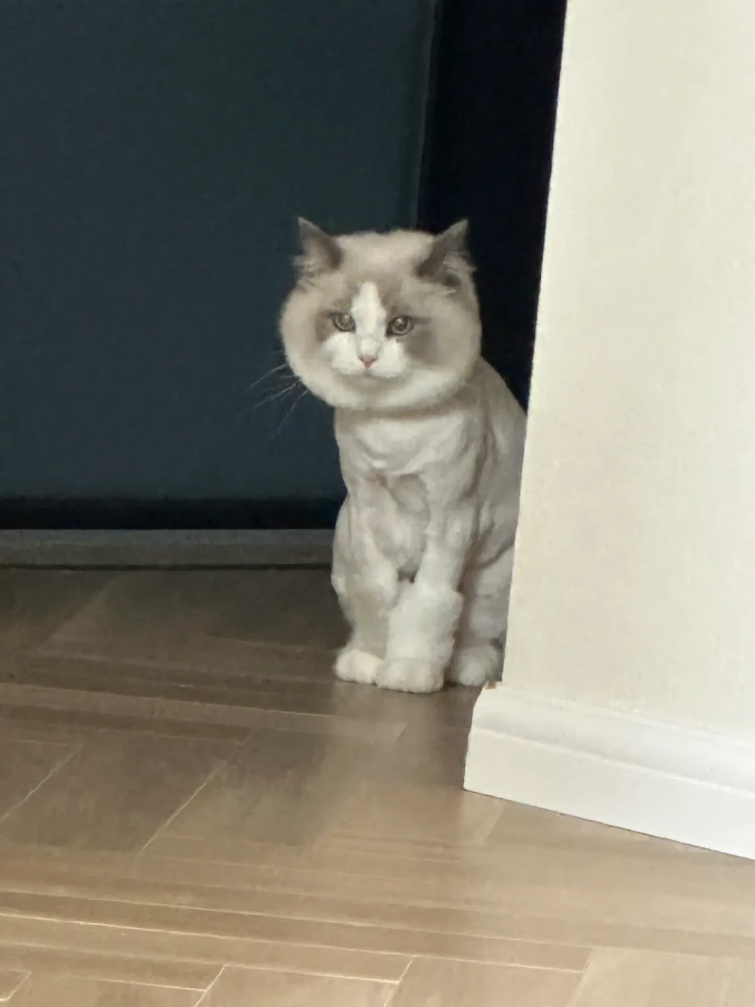 “只洗澡、别剃毛”——猫美容最容易被听岔的一句话:翻完四类事故发现,分水岭一开始就写在你家猫身上