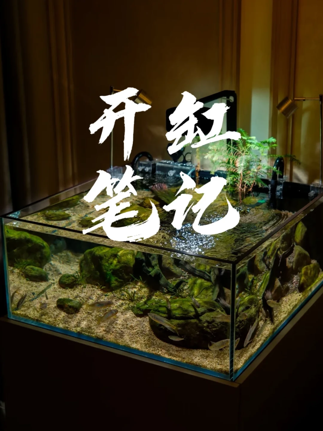 标价一千块的主石,有人驱车百里白捡:秋季开溪流缸前,把“野采”这三笔隐性账算清楚