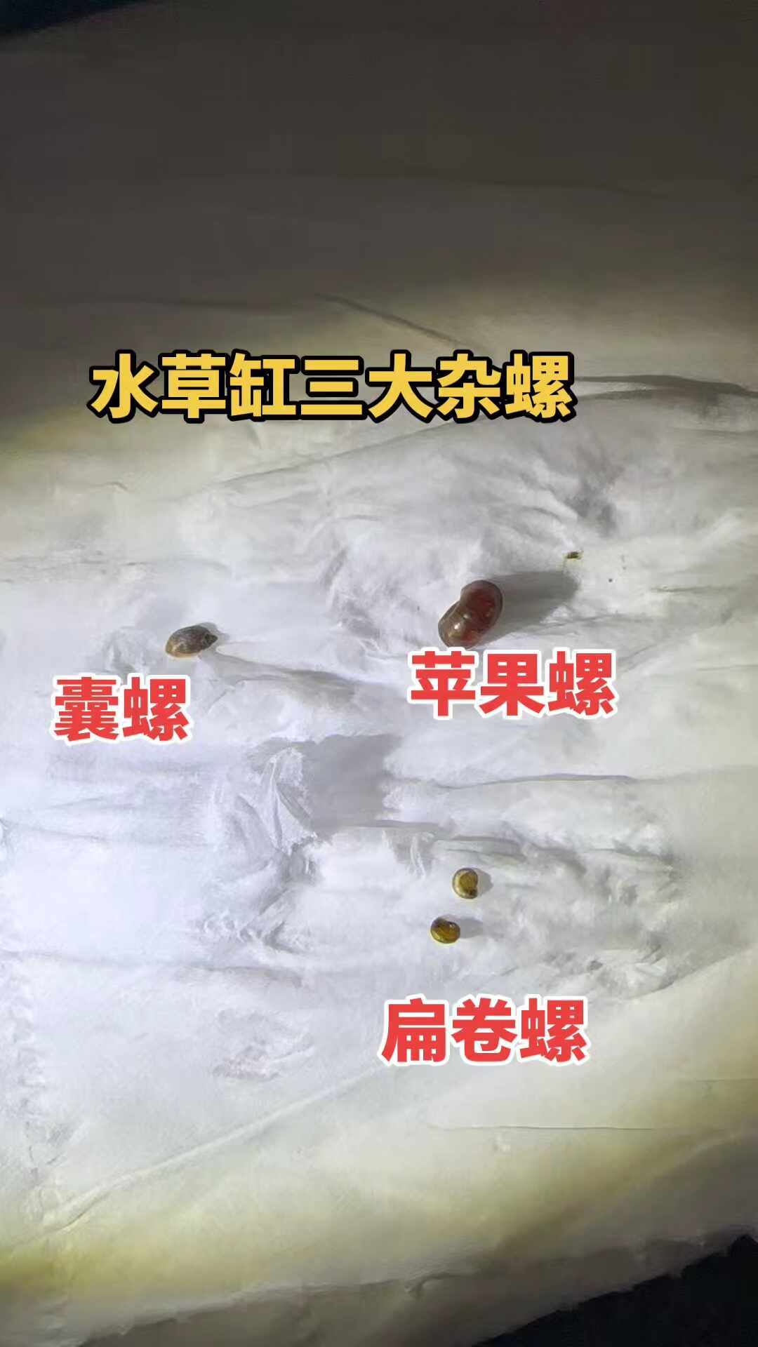 鱼缸爆螺季:翻完三个平台几千条除螺评论,我发现除螺的开关从来不在药瓶里