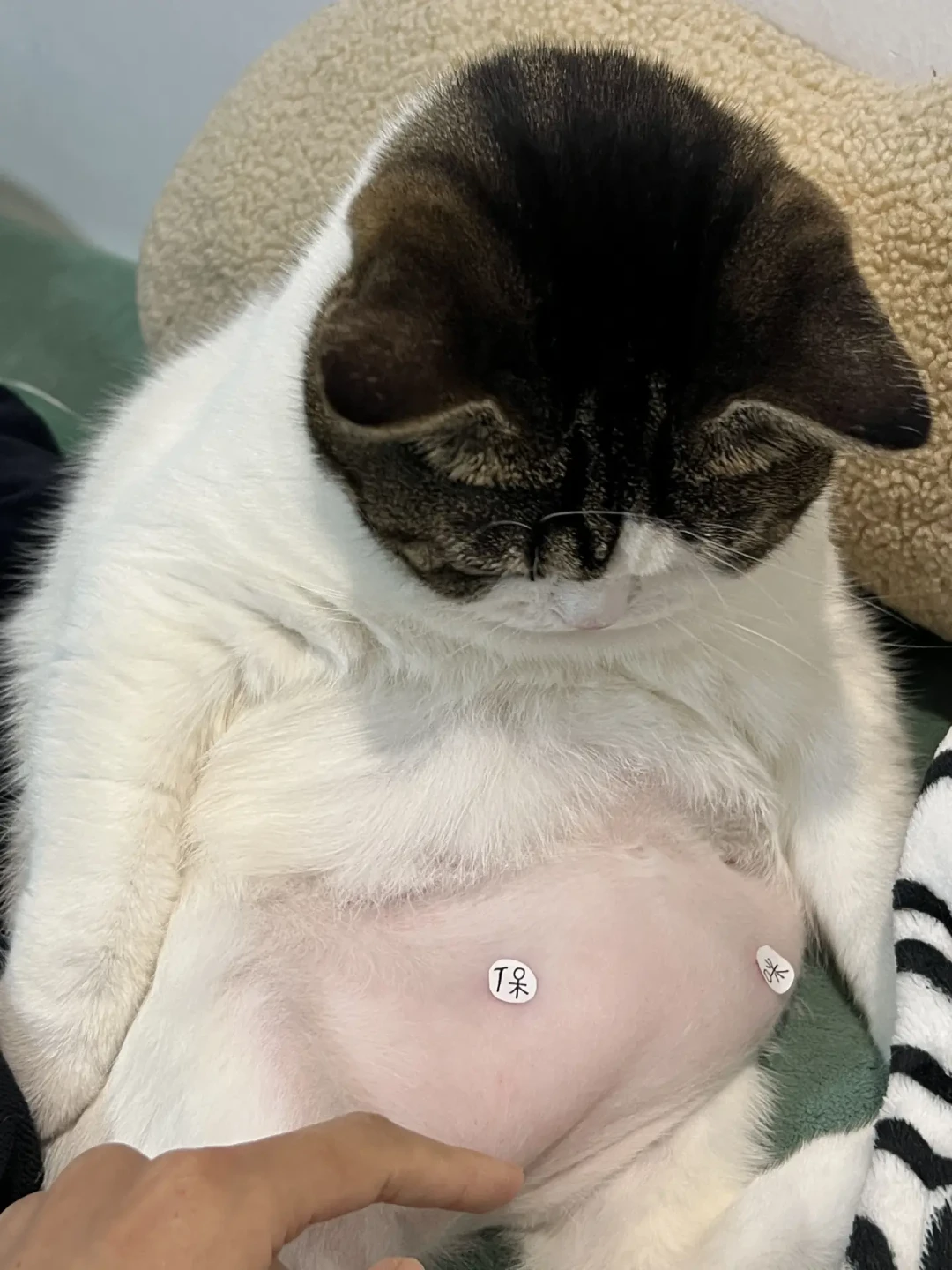 猫翻肚皮让你摸?先别伸手——“信任说”和“陷阱说”都只说对了一半