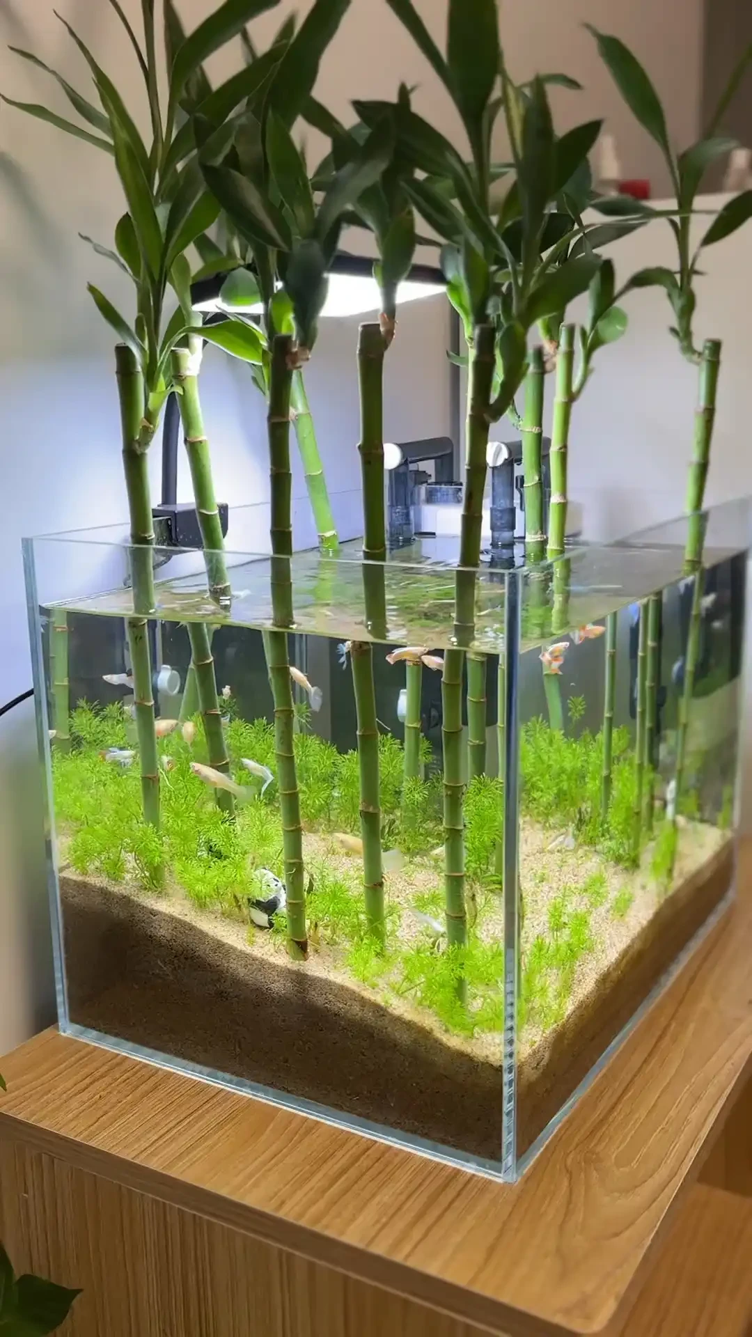 开缸一周测出pH8.5:翻了下近期青龙石、万天石和沉木的翻车帖,我把哪些石不能碰、哪块木要躲、骨架钱怎么花理清了
