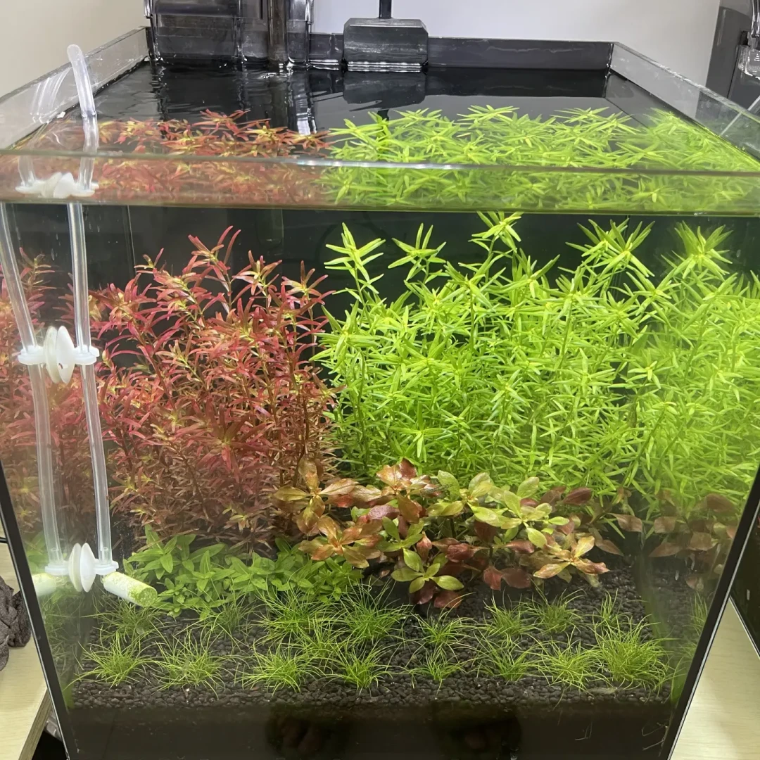 入秋想给水草灯花钱?先看清:晒单里 12 元的灯也在被夸,410 元的也在被退回