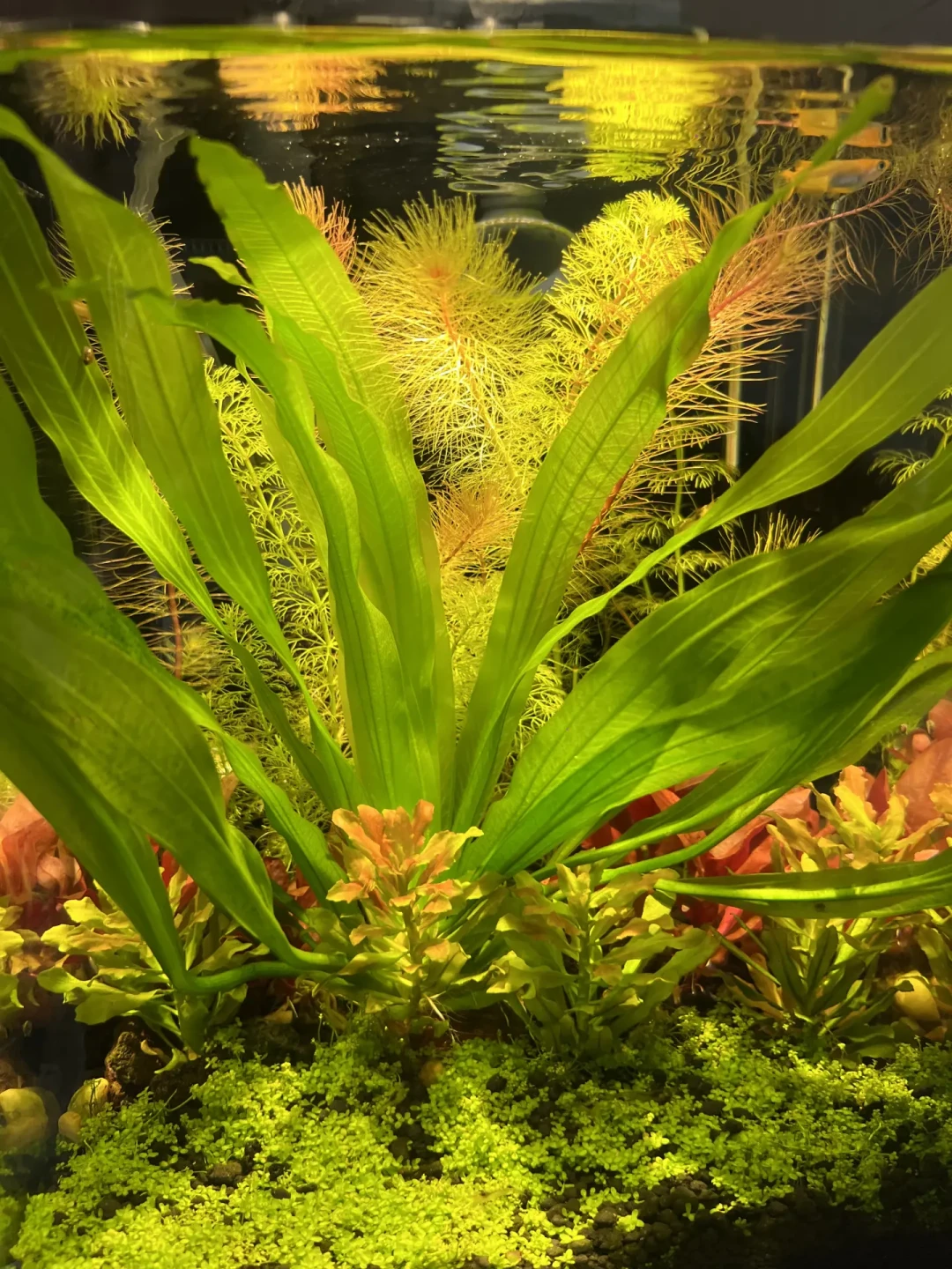 入秋想给水草灯花钱?先看清:晒单里 12 元的灯也在被夸,410 元的也在被退回