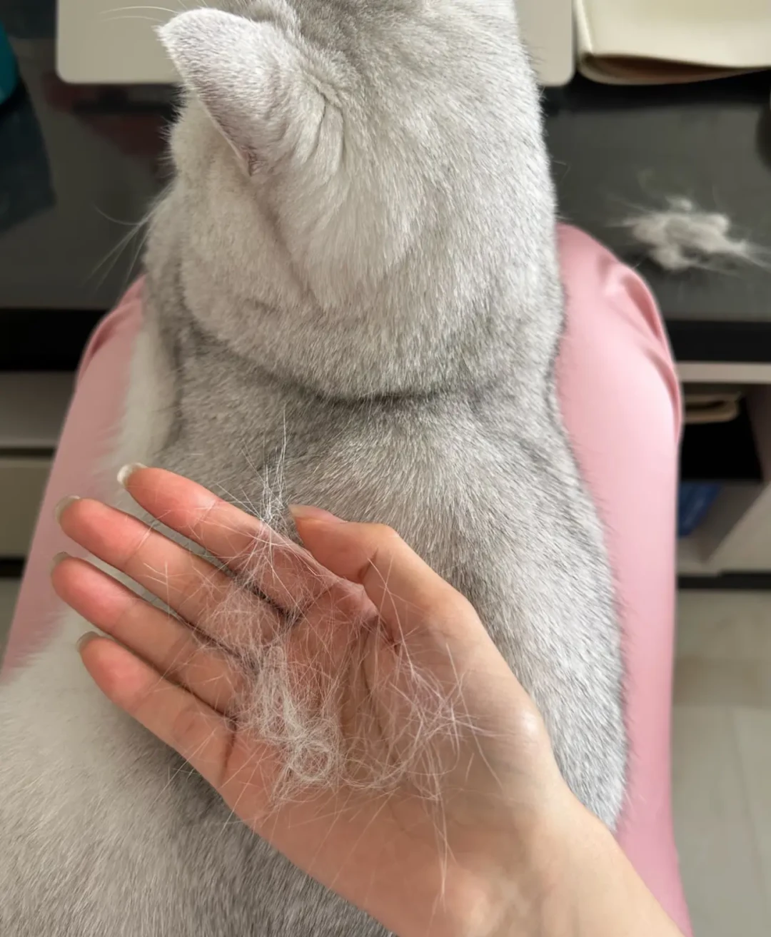 换毛季猫毛满天飞、猫还开始干呕?翻完几百条帖子才搞懂:猫毛要分三段堵,钱要按顺序花