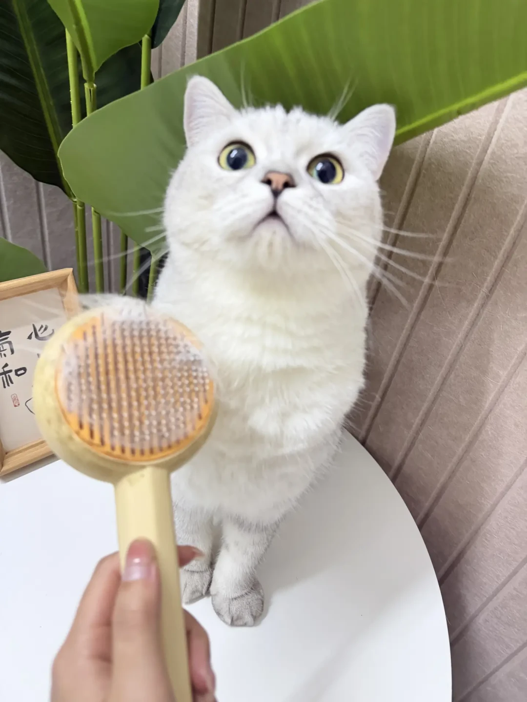 换毛季猫毛满天飞、猫还开始干呕?翻完几百条帖子才搞懂:猫毛要分三段堵,钱要按顺序花