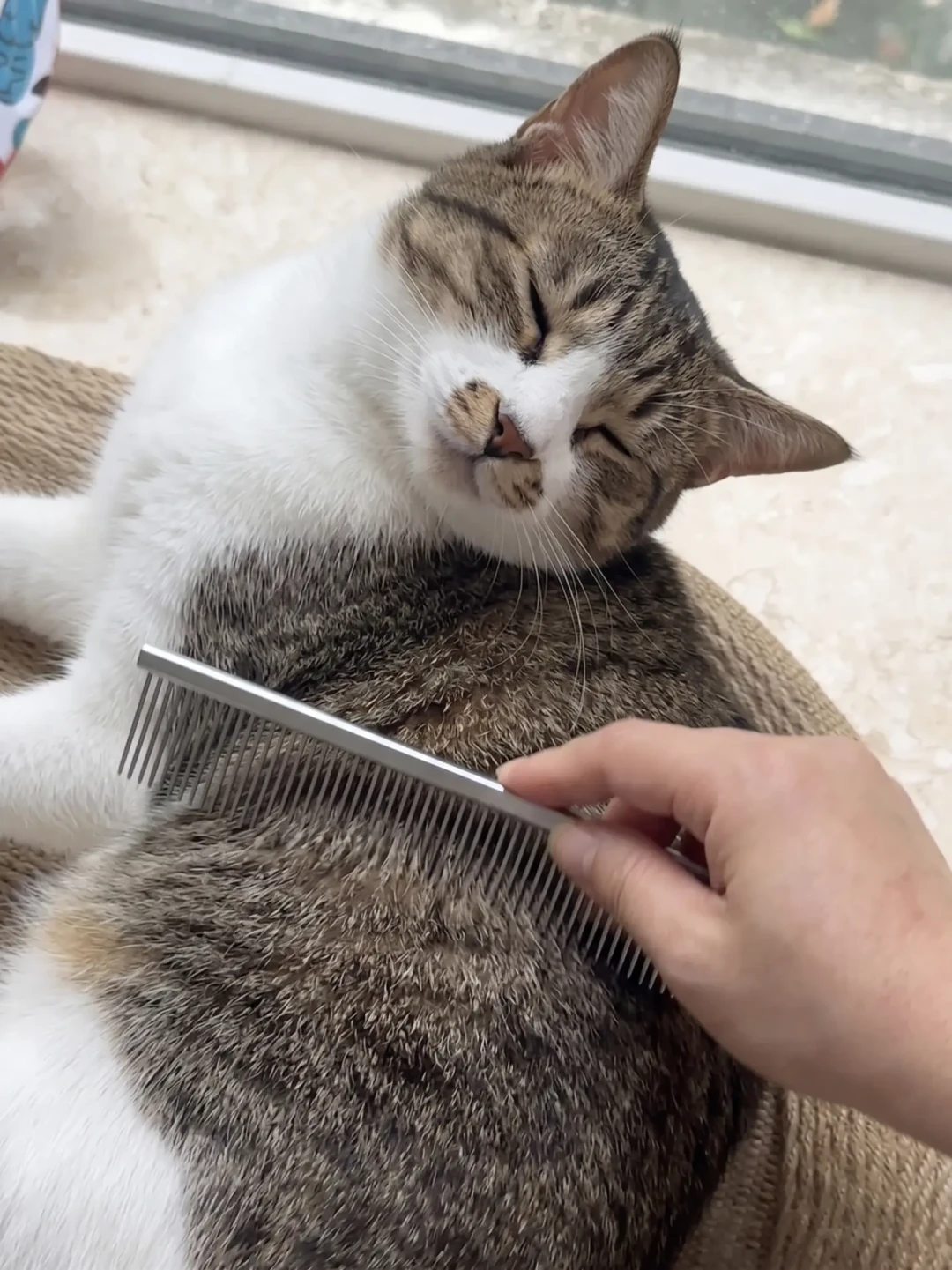 换毛季猫毛满天飞、猫还开始干呕?翻完几百条帖子才搞懂:猫毛要分三段堵,钱要按顺序花