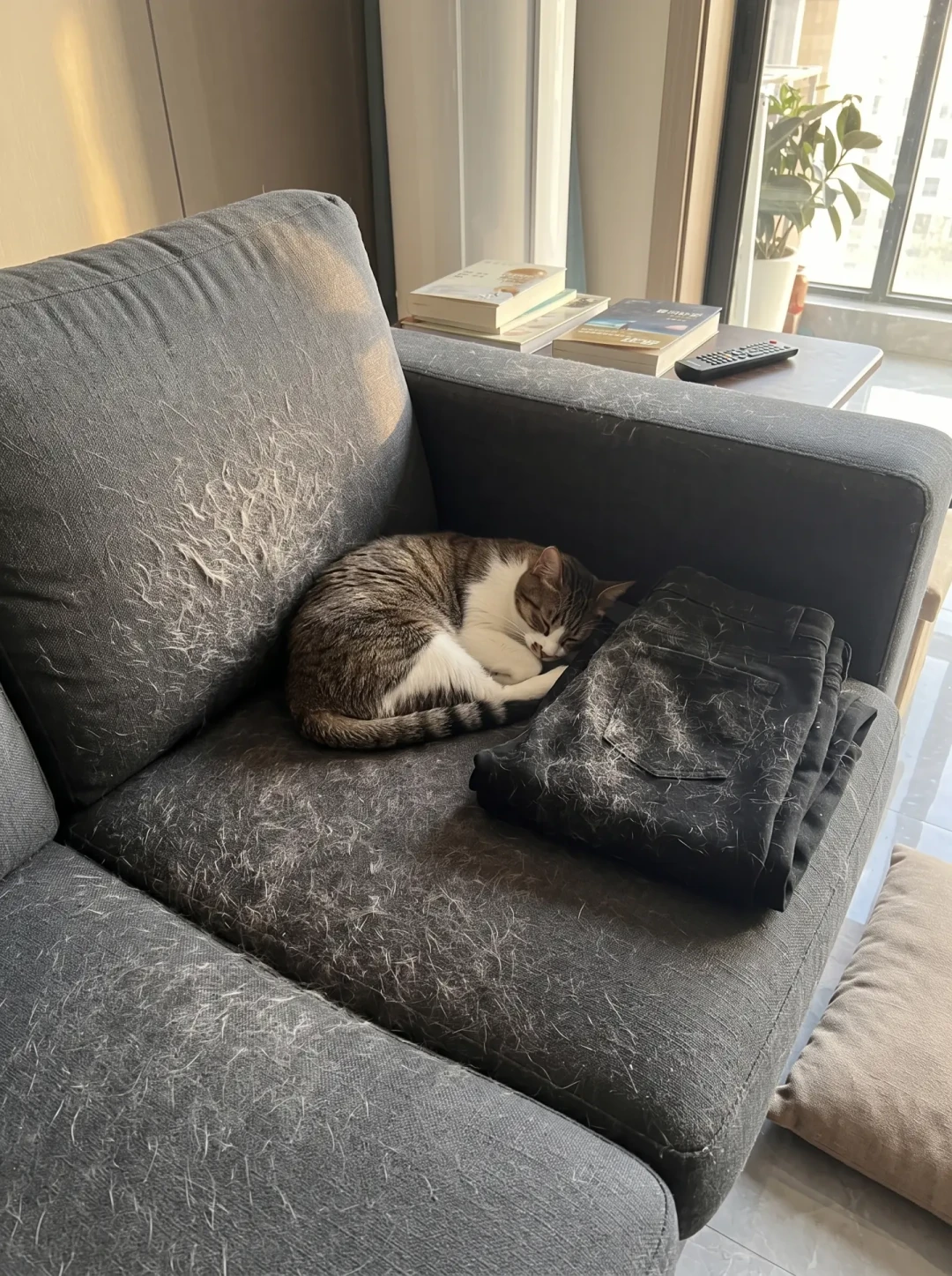 换毛季猫毛满天飞、猫还开始干呕?翻完几百条帖子才搞懂:猫毛要分三段堵,钱要按顺序花