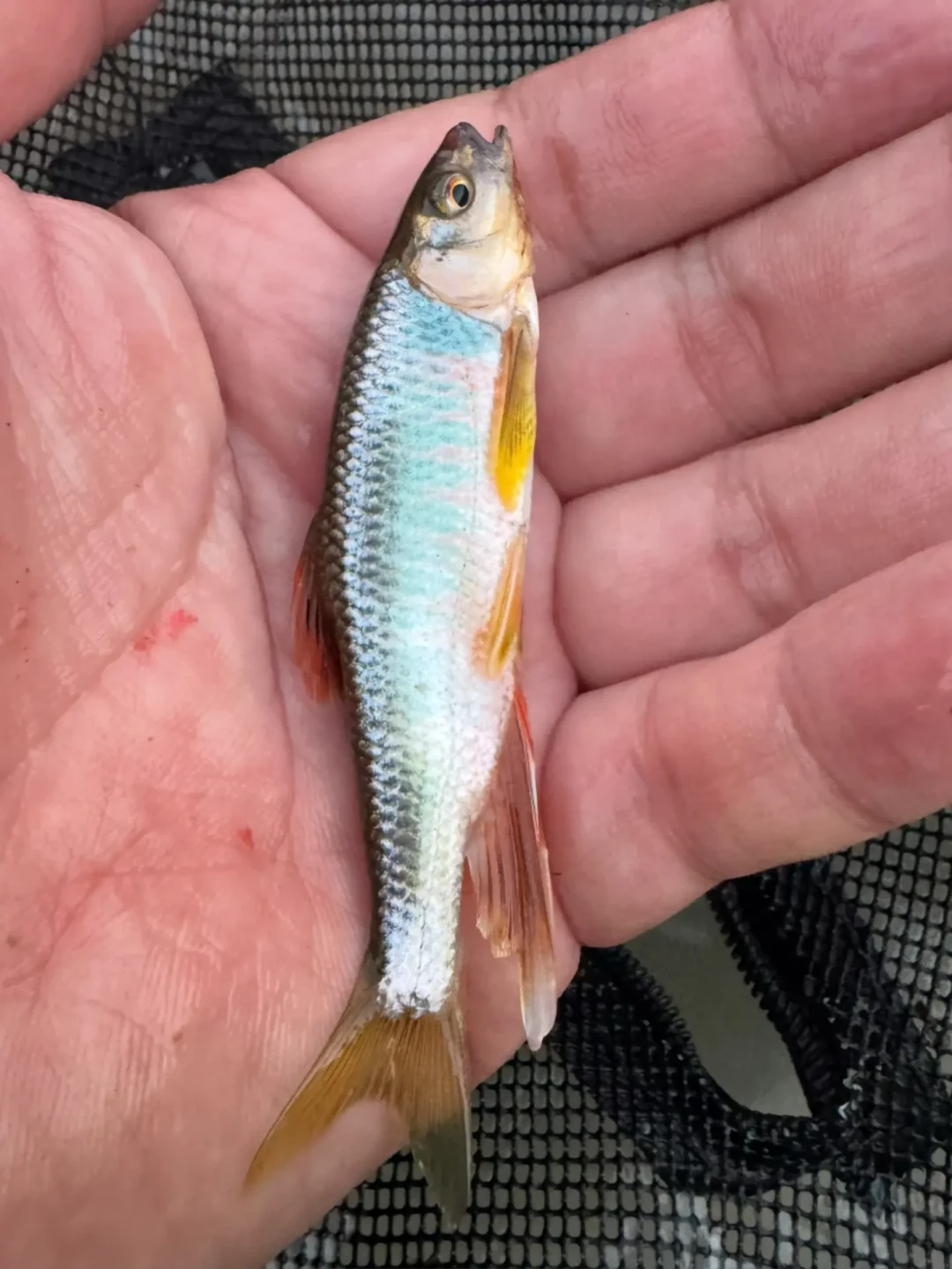 家门口浅滩这两天“不咬了”？初秋的溪流鱼不是搬去深潭，是换了班