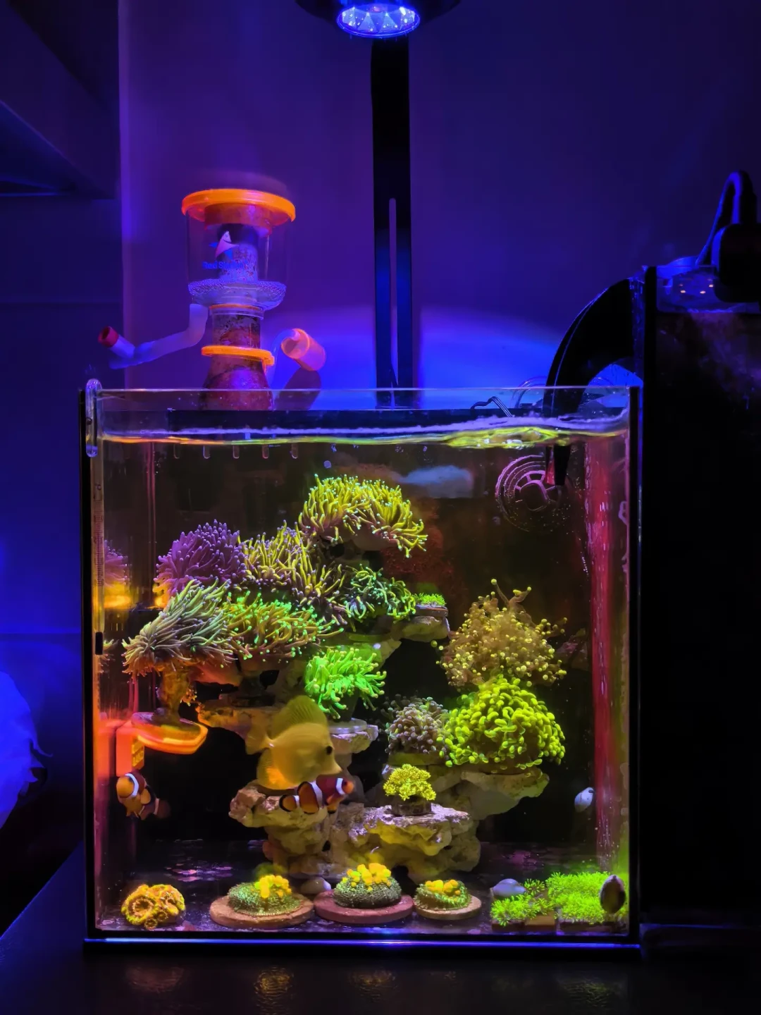 海缸测水,天天测还是两年不测?我翻了近期全网的水质讨论,测试剂这笔钱只该这么花