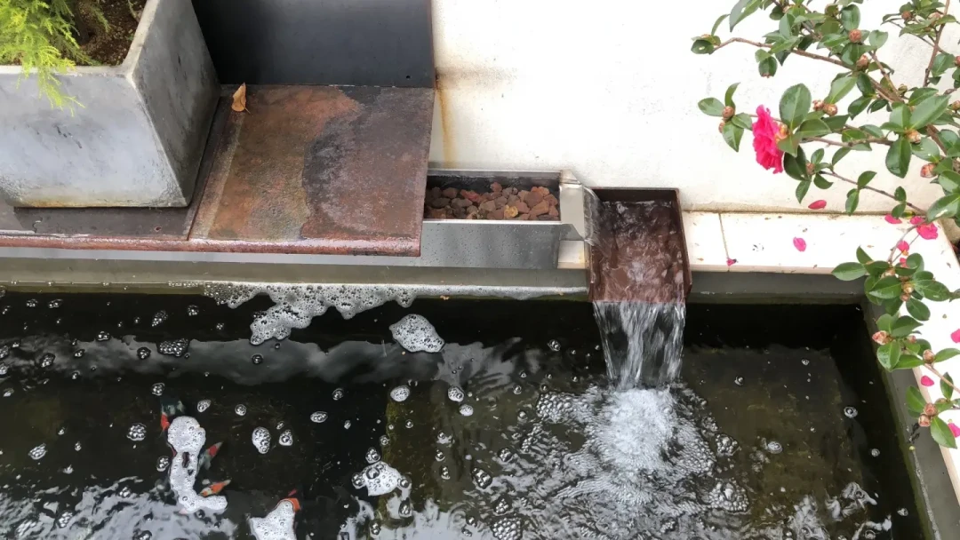 20万的欧亚瑟救不活一池鱼:扒完全网实录后,锦鲤池缺的从来不是设备