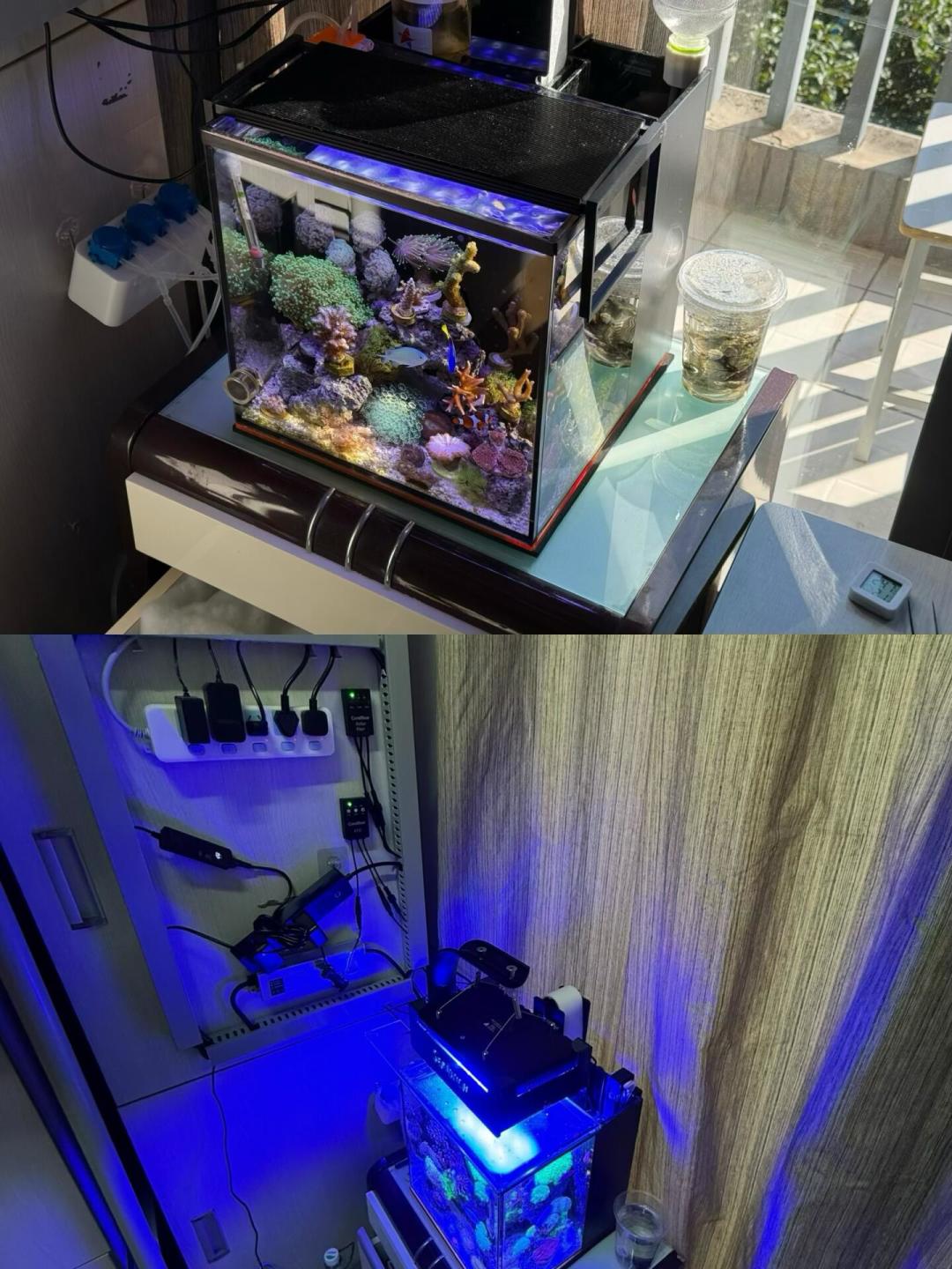 海缸圈这个8月吵翻的问题:生物是不是越少越稳?我扒完全网加仓和翻车样本,上限从来不是数头数