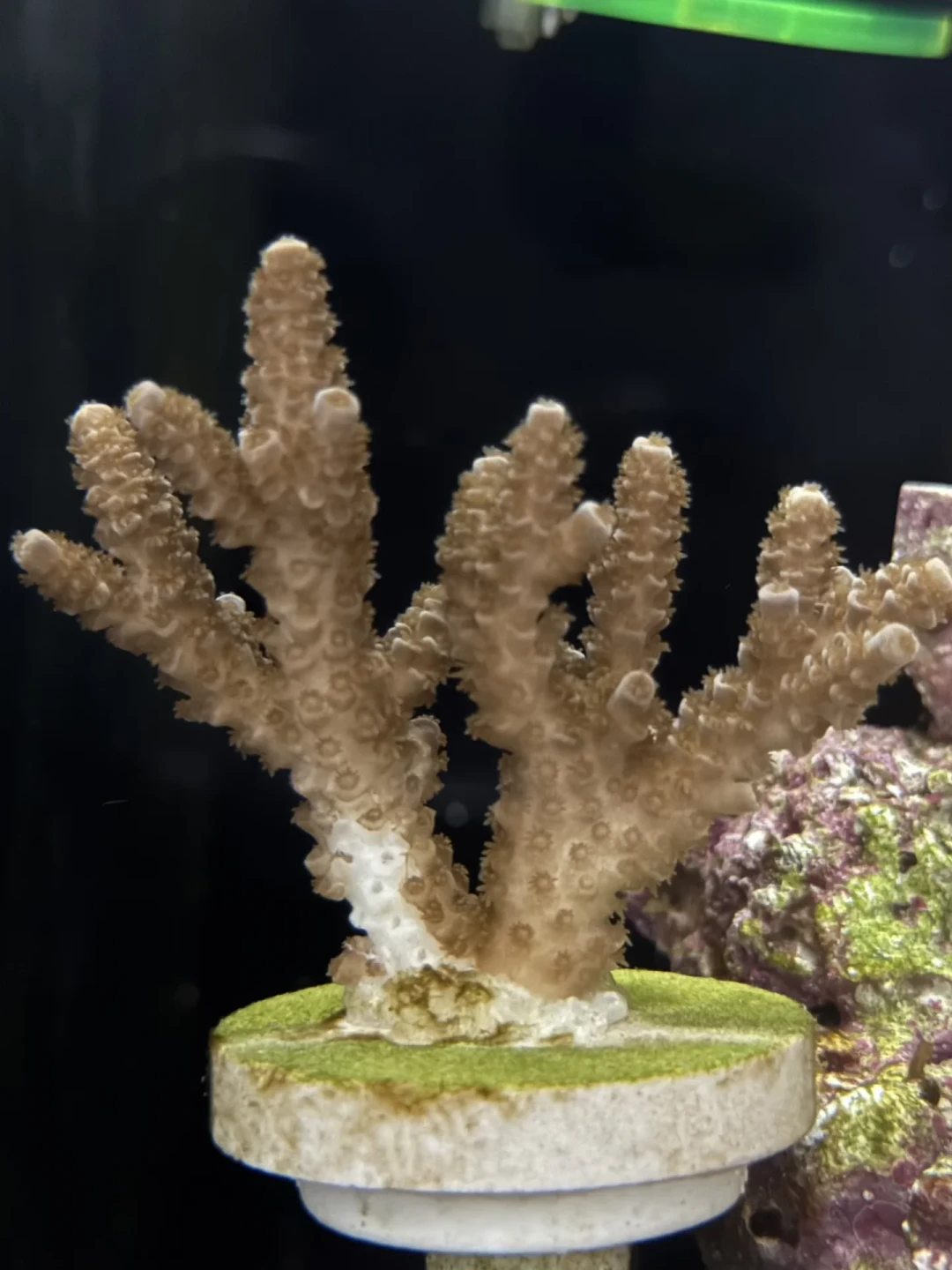 海缸圈这个8月吵翻的问题:生物是不是越少越稳?我扒完全网加仓和翻车样本,上限从来不是数头数