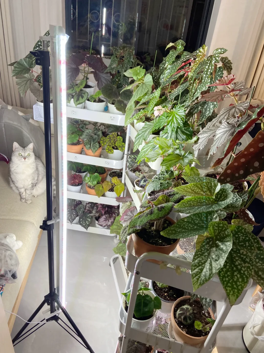 植物补光灯是智商税?先分清lux和PPFD、算清虚标电费账,再决定买不买