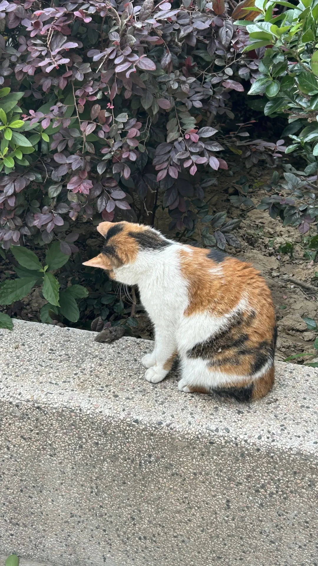 上海流浪猫“政府出资免费绝育”刷屏：渠道、口径、成本都查完了，先登记再行动