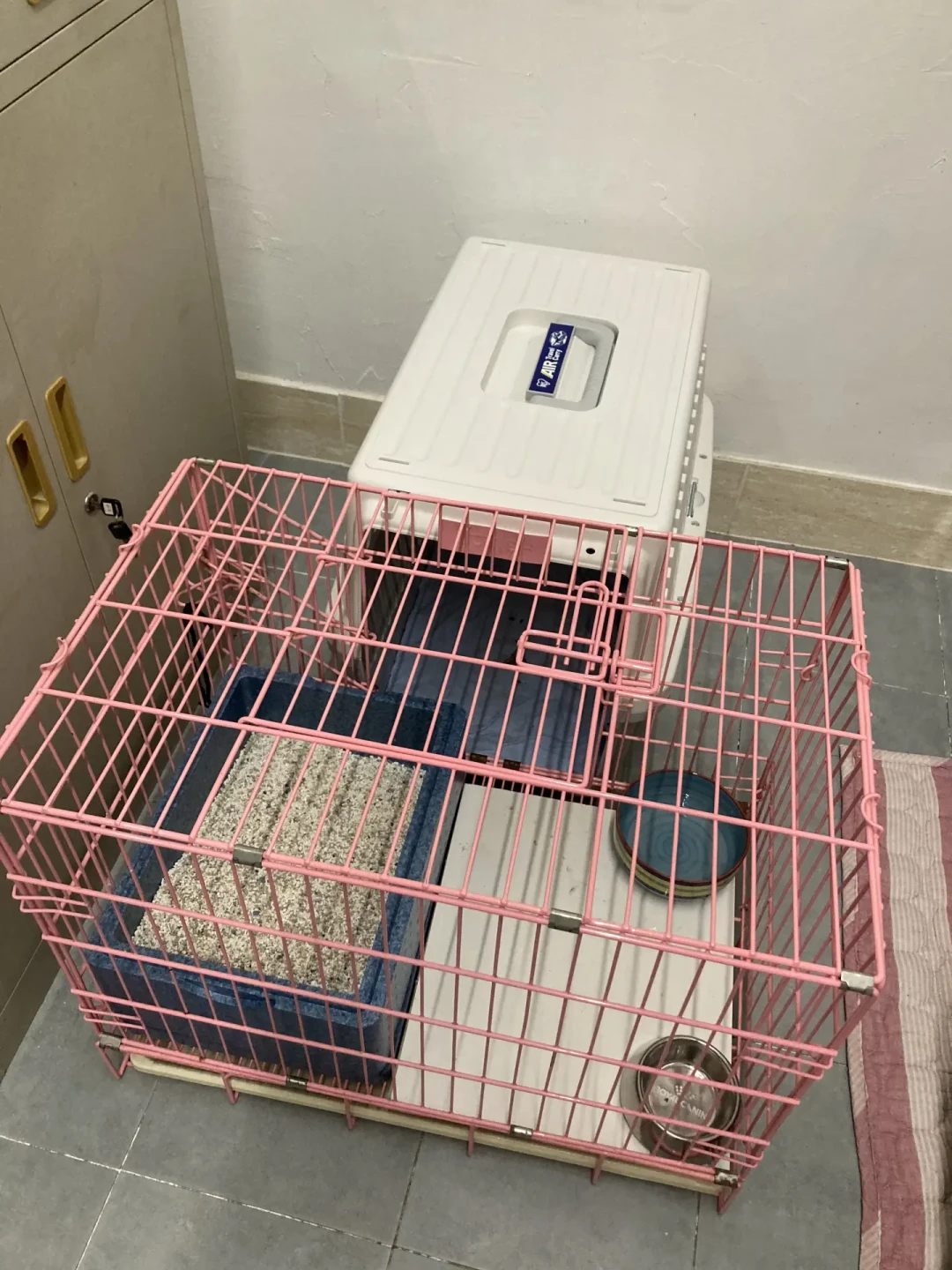 上海流浪猫“政府出资免费绝育”刷屏：渠道、口径、成本都查完了，先登记再行动