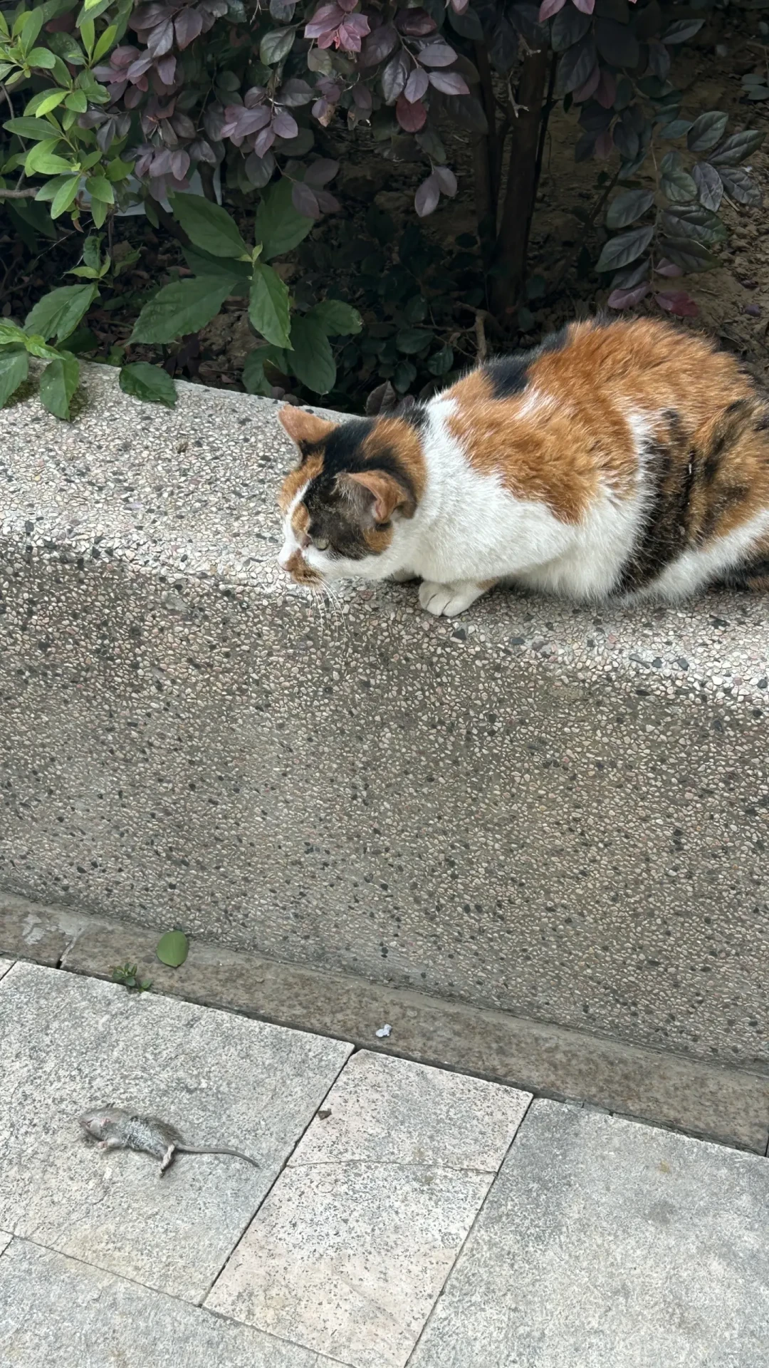 上海流浪猫“政府出资免费绝育”刷屏：渠道、口径、成本都查完了，先登记再行动