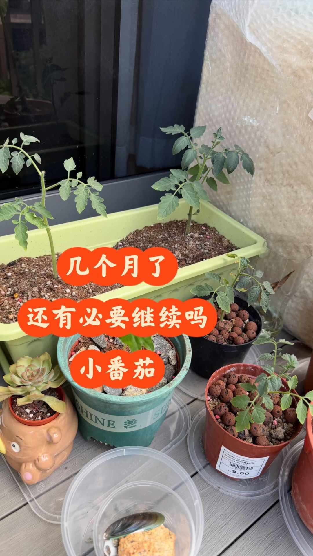秋播番茄的苗已经