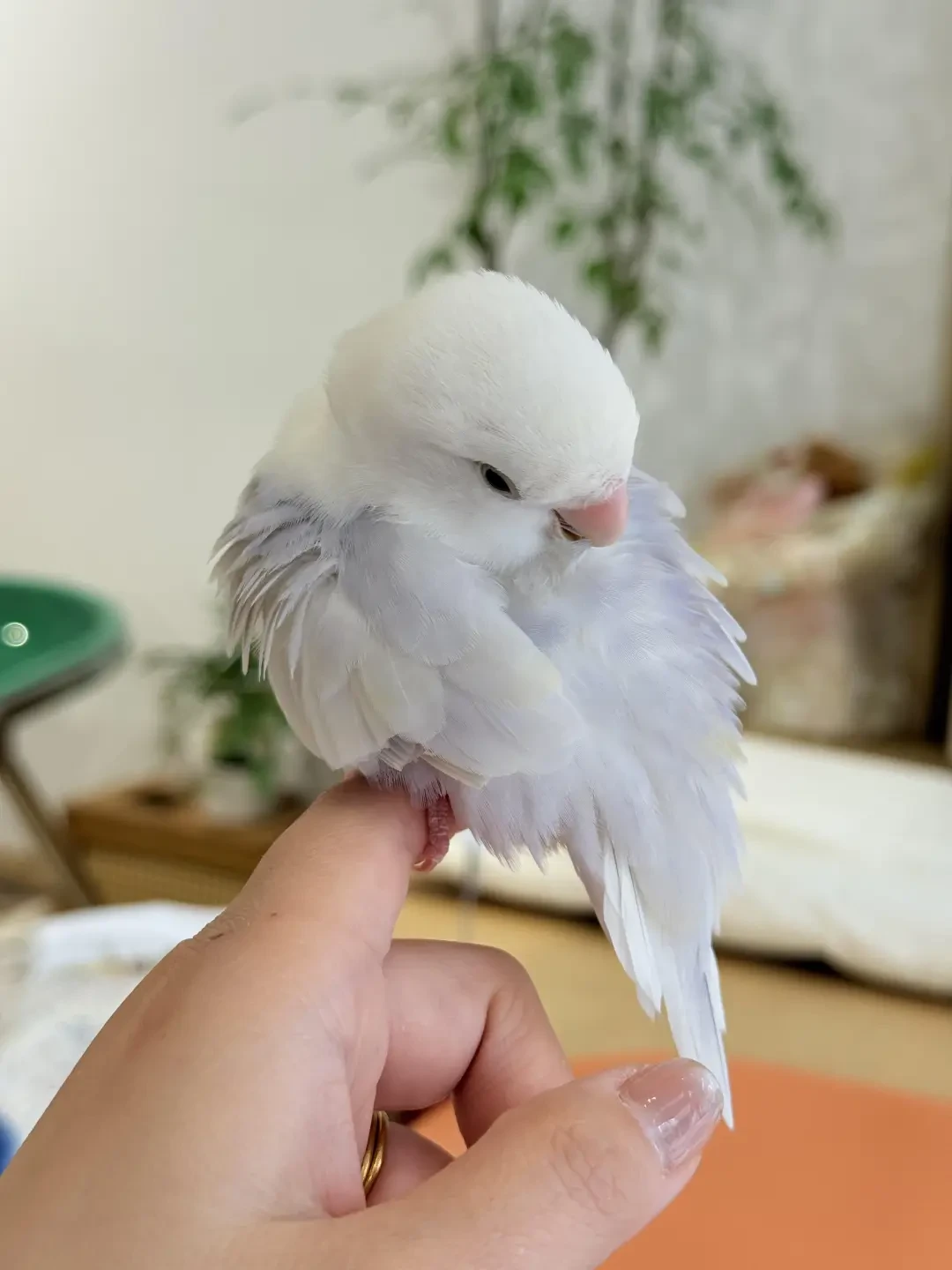 牡丹鹦鹉卖到