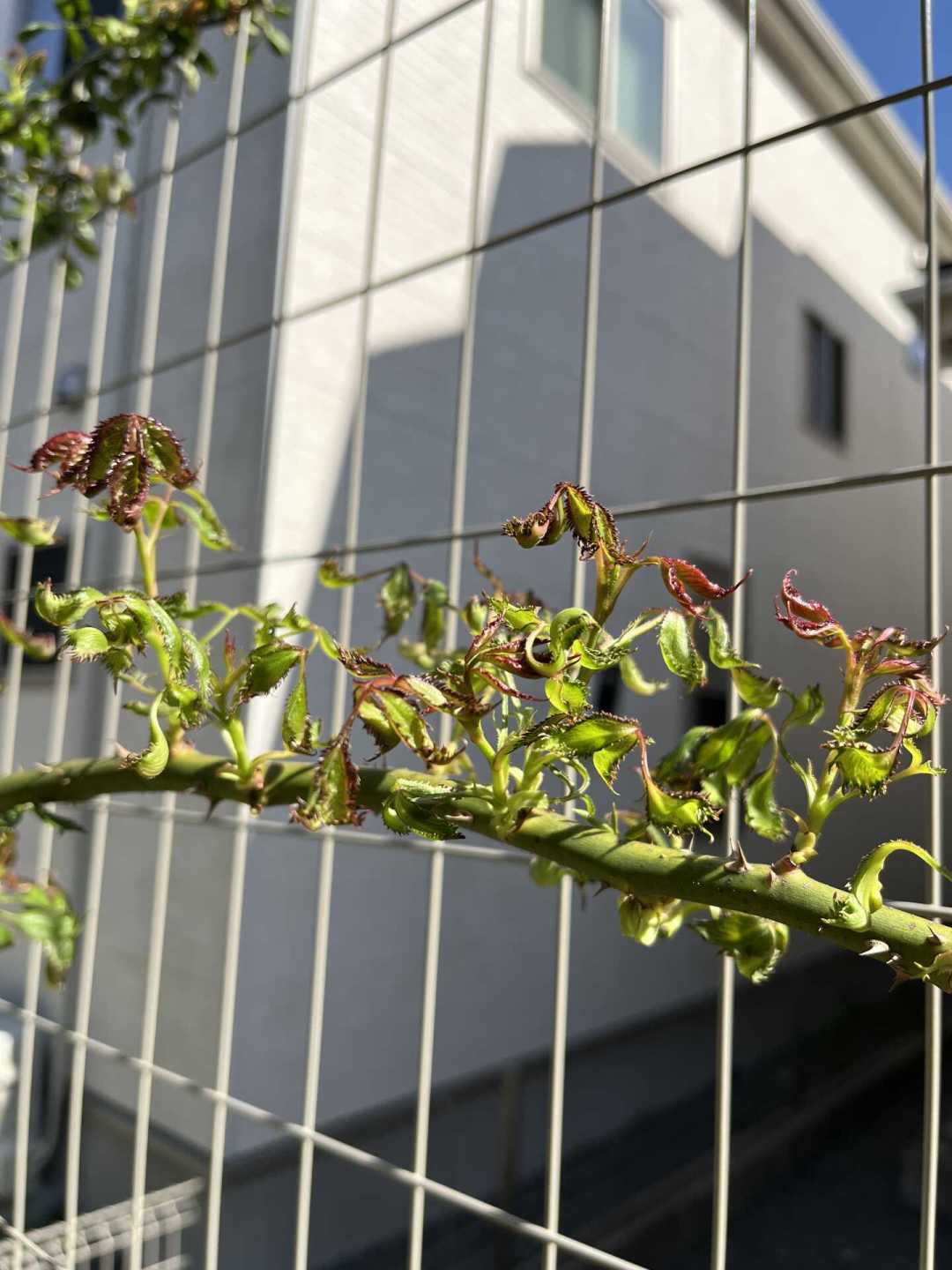 新芽焦黑、花开畸形、花瓣起银纹?不是晒伤不是药害,是蓟马钻进了月季花苞:10秒查证+两轮用药,救回秋花