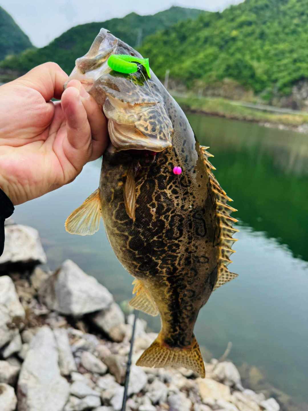 都在拿倒钓救鲈鱼轻口,野钓鳜鱼的人还在问“行不行”——石堆里,它才是主力钓组
