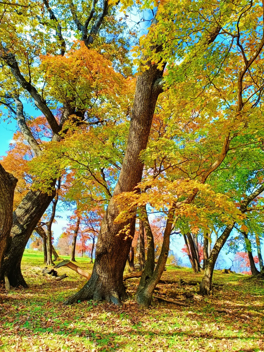 一嗨8月12日开订、神州8月14日开订、海口预订量环比涨40%:国庆租车窗口期就这30天,但拆完8月这波停运费帖子,我劝你先搞清再付钱
