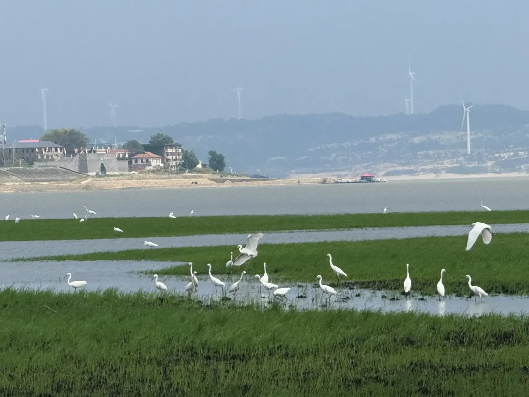 7月水位刚破18米,8月底草海就刷屏了:去鄱阳湖看“大草原”,先看这两条曲线
