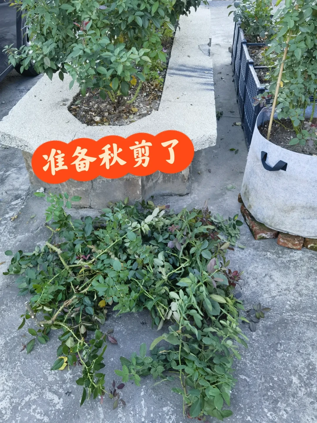 月季秋剪时间之争吵爆了:“8月中旬必剪”派和“等凉快”派都没错,全网日期都是同一道减法算出来的