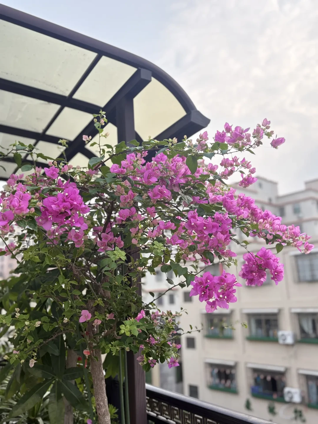 三角梅催花潮又来了,但先别急着断水:不开的花多数缺光不缺水,想国庆爆开的时间账已经不够
