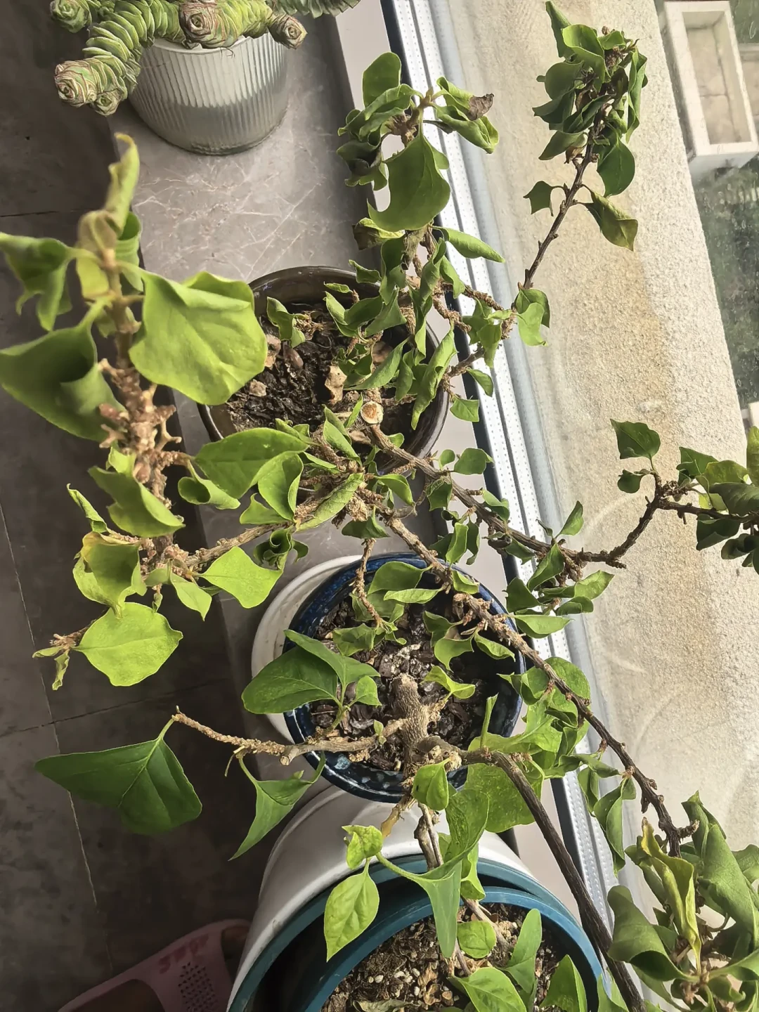 三角梅催花潮又来了,但先别急着断水:不开的花多数缺光不缺水,想国庆爆开的时间账已经不够
