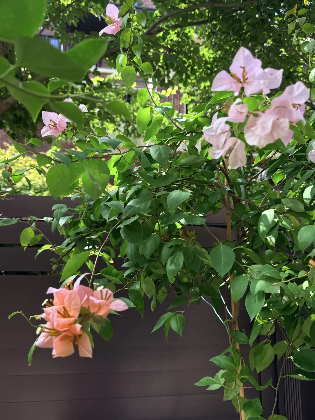 三角梅催花潮又来了,但先别急着断水:不开的花多数缺光不缺水,想国庆爆开的时间账已经不够