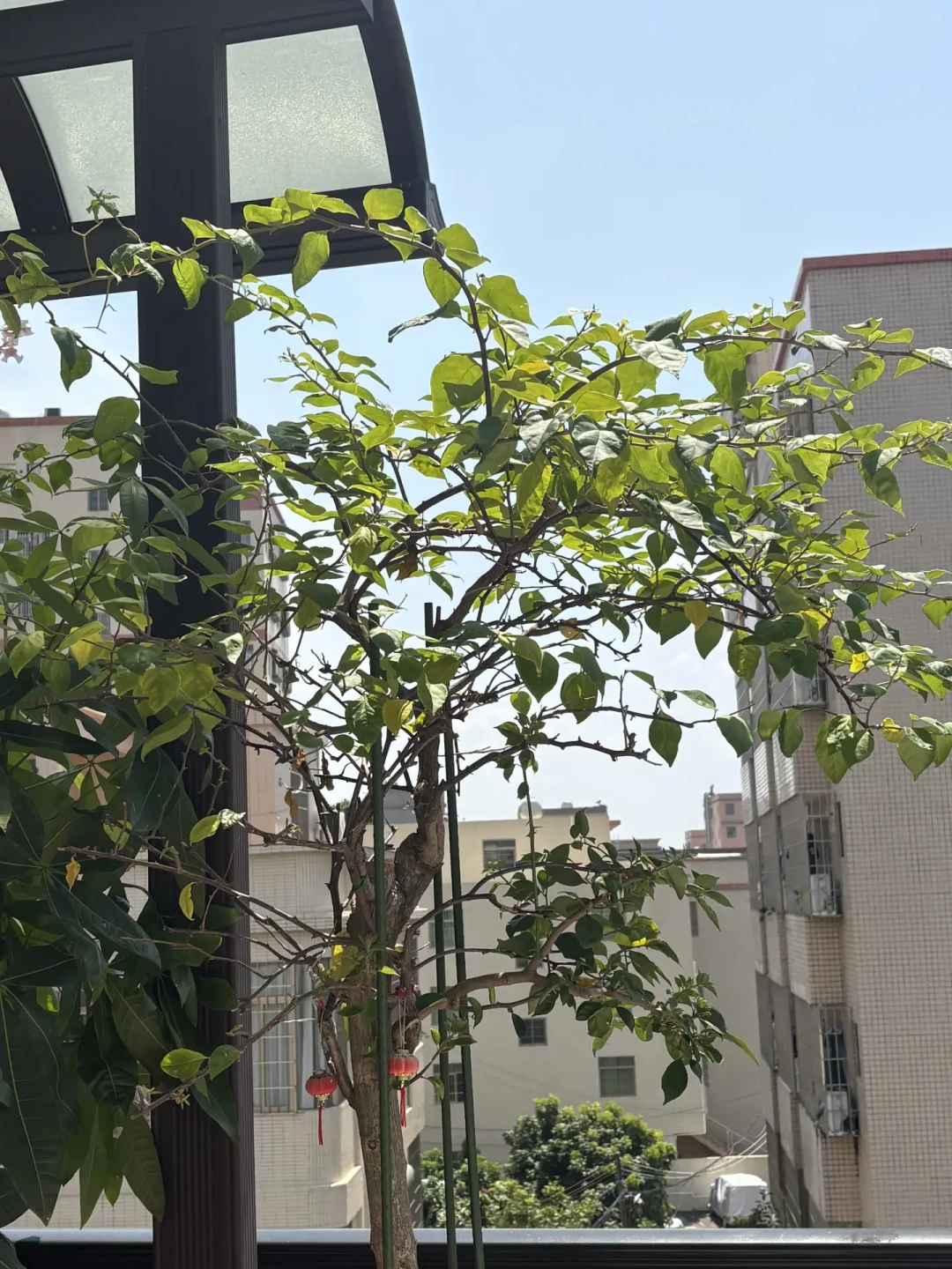 三角梅催花潮又来了,但先别急着断水:不开的花多数缺光不缺水,想国庆爆开的时间账已经不够