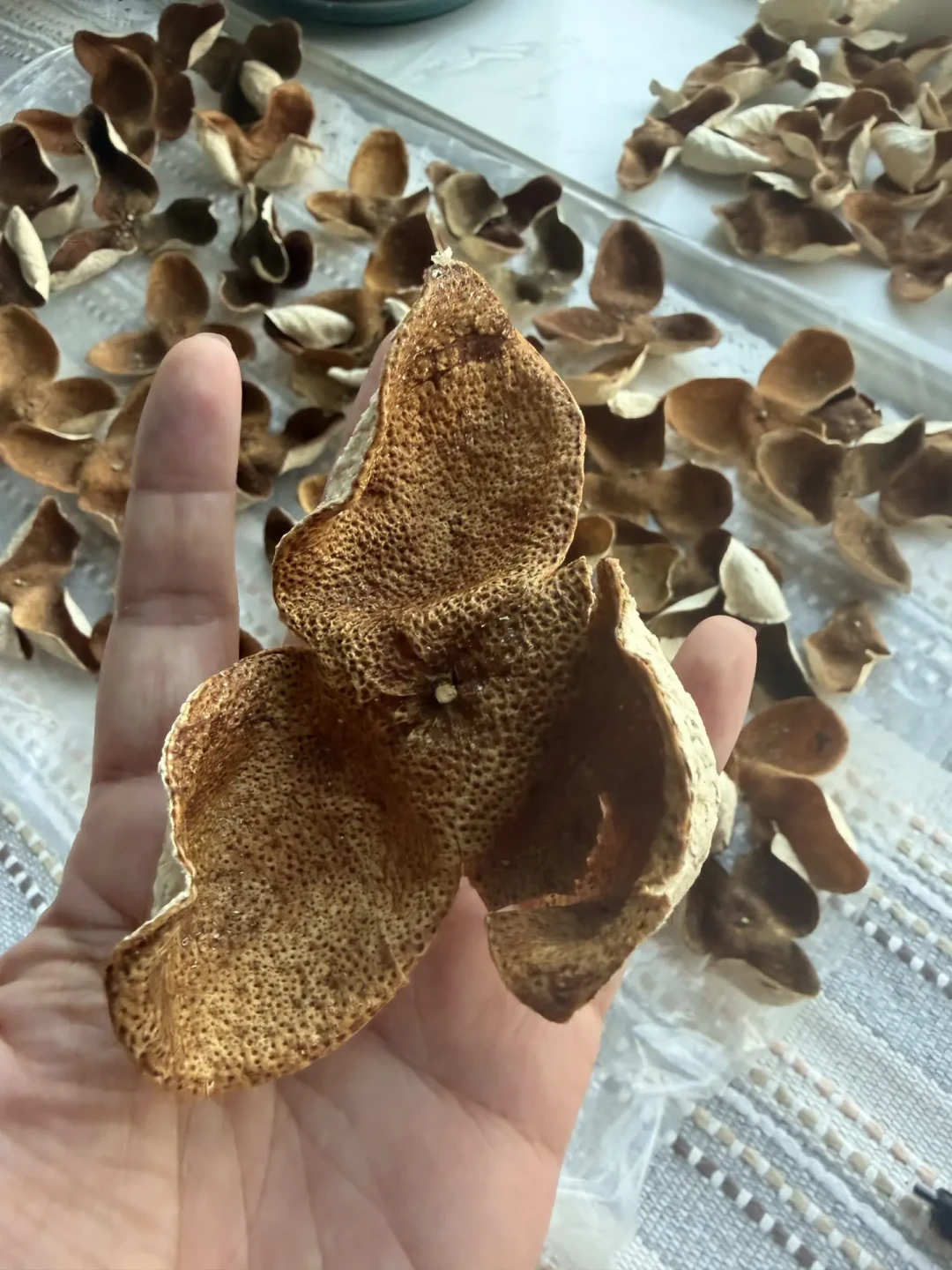 白霉刷掉晒晒还能要？有虫眼就废了？八月开罐，这四种