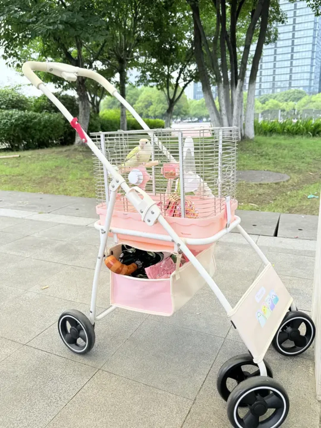 遛鹦鹉成了潮流,寻鸟启事也翻倍:放飞绳避坑这篇看完再带鸟出门