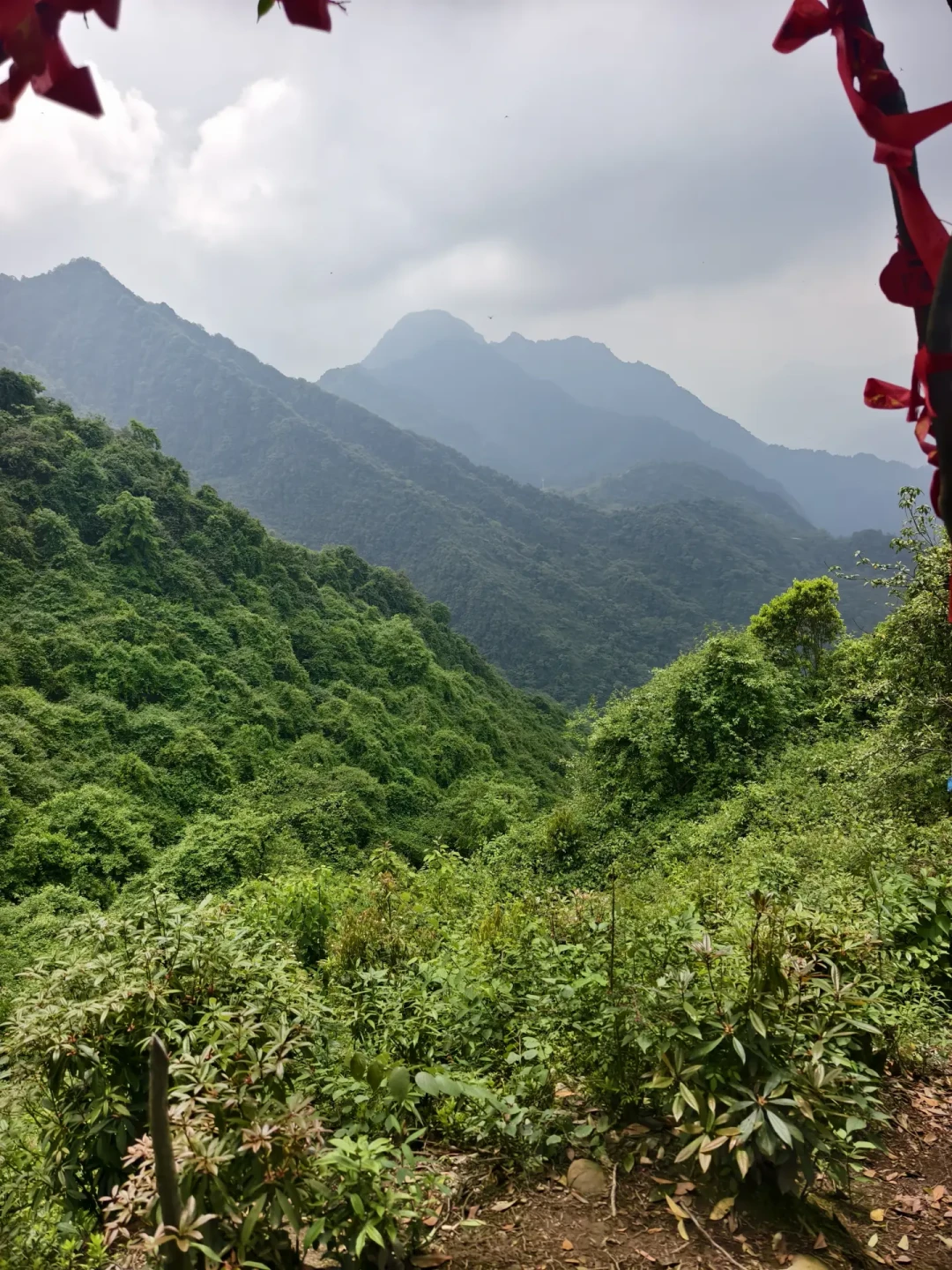 遛鹦鹉成了潮流,寻鸟启事也翻倍:放飞绳避坑这篇看完再带鸟出门
