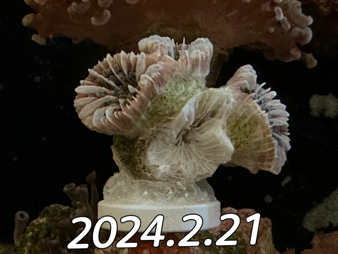 海缸测水,天天测还是两年不测?我翻了近期全网的水质讨论,测试剂这笔钱只该这么花