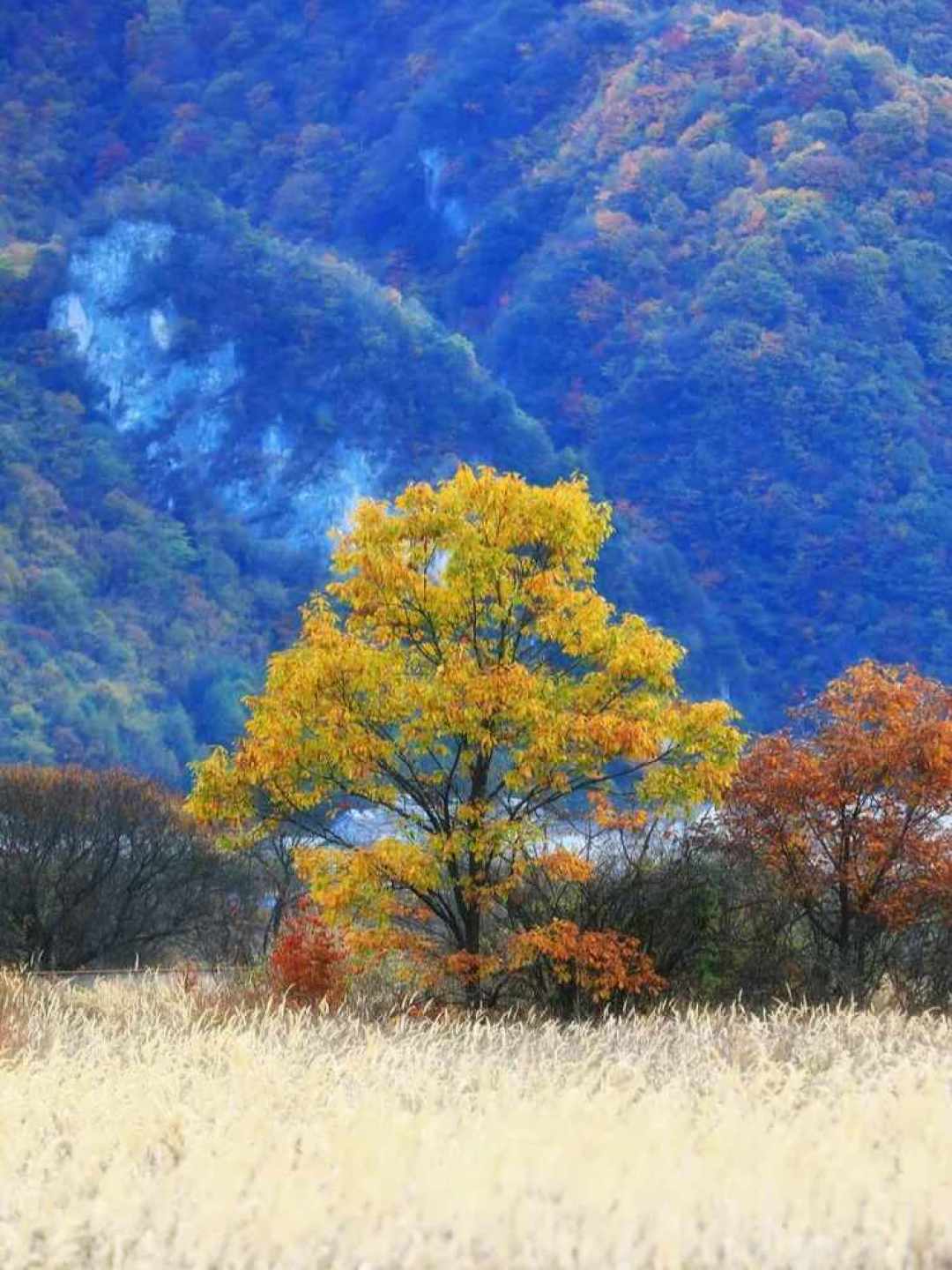 先说结论:神农架的秋天不是一个秋天,是三个叠在一起的秋天