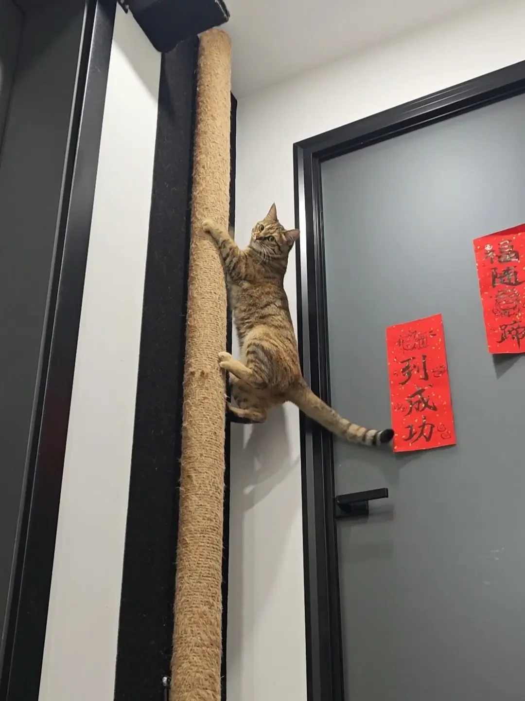 猫墙上唯一注定要换的部件是抓面:材质跟着猫挑,上墙方式跟着墙挑